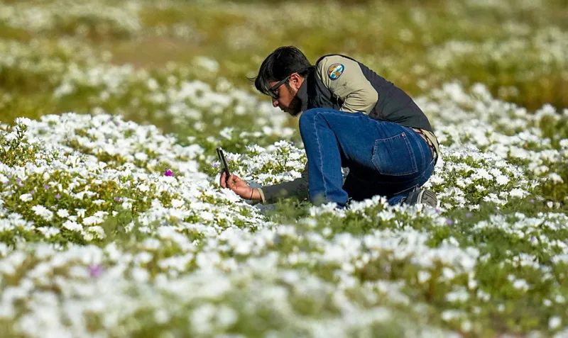 World’s driest desert covered in wildflowers